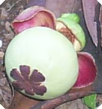 ficus_elasticus_fruit02.jpg (7817 bytes)