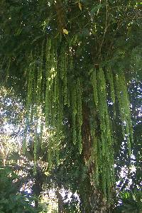 hangingfern01.jpg (21384 bytes)