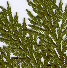 Selaginella