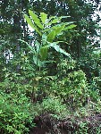 Giant Pohnpeian Ginger