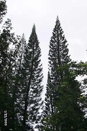 Araucaria columnaris crowns