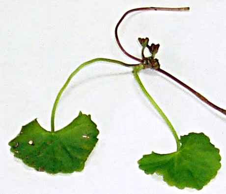 Centella asiatica