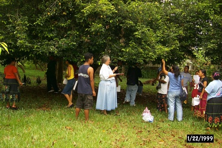 Under the nutmeg tree: Myristica fragrans