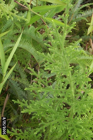 Lycopodium cernuum