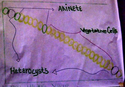 cyanobacteria Nostoc