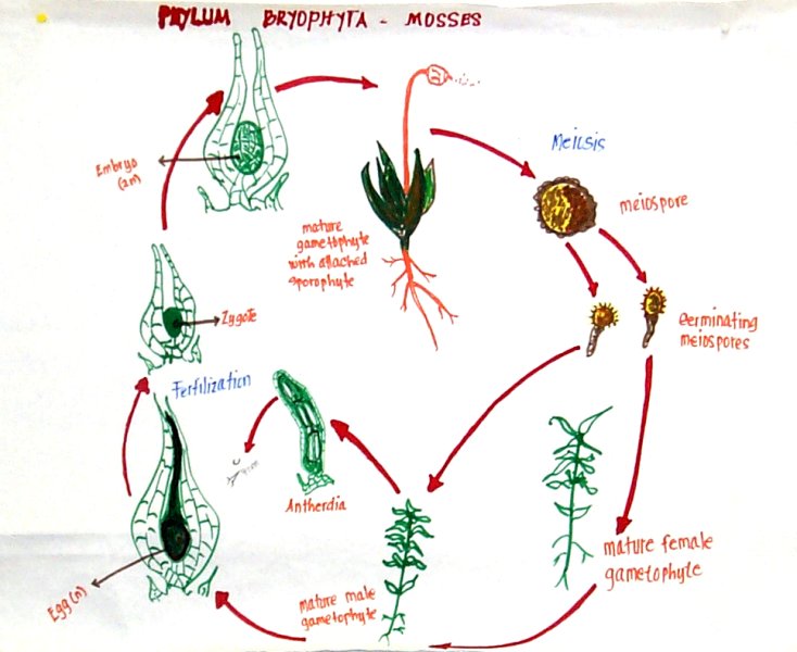 Moss reproductive sycle