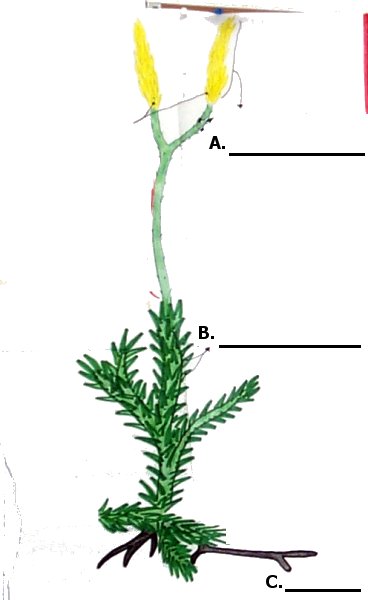 lycopodium