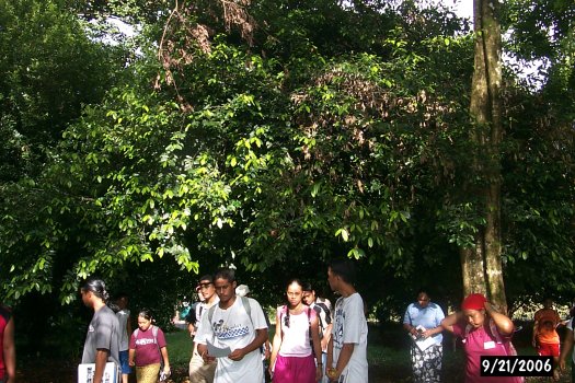 Myristica fragrans tree behind the class