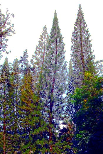 Araucaria heterophylla equalized and color enhanced to counter bright sky effect