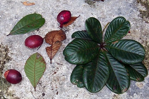 Terminalia carolenensis, ka