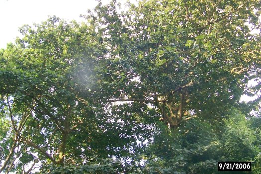 Terminalia carolenensis trees