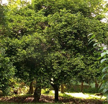 Myristica fragrans