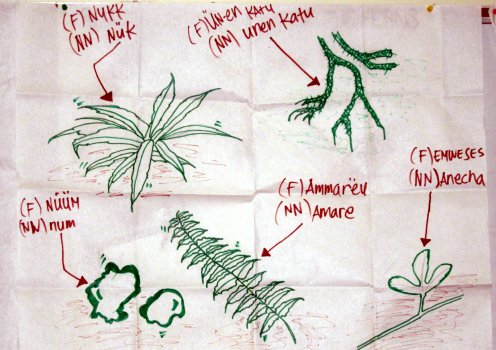 Northern Noumenean and Faichuukese