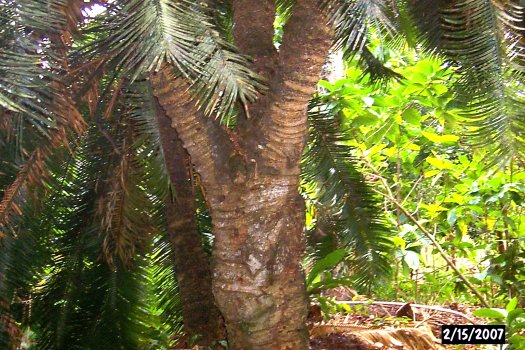 20070215602cycad (80K)