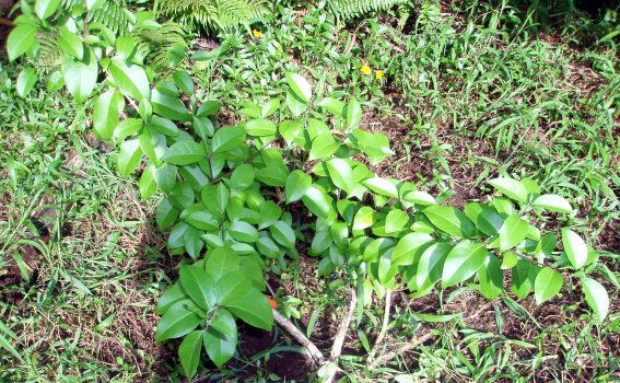 Clerodendrum inerme