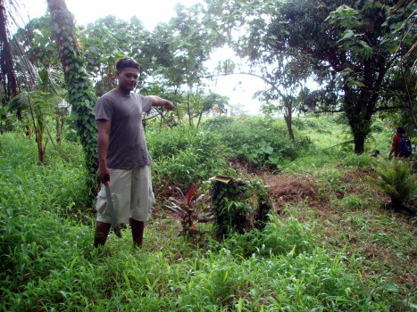 midion_breadfruit