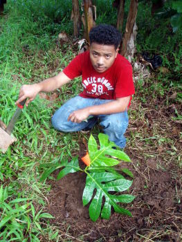 jorg_breadfruit_near_coleus