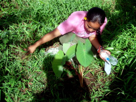 Cleaning the ethnobotanical garden.