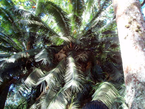 cycad