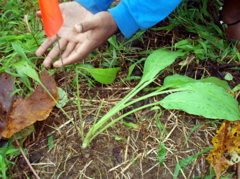 turmeric