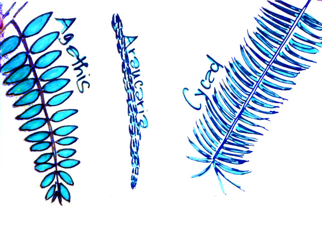 Gymnosperm leaf morphology quiz question