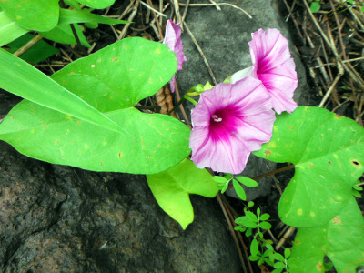 Ipomoea littoralis