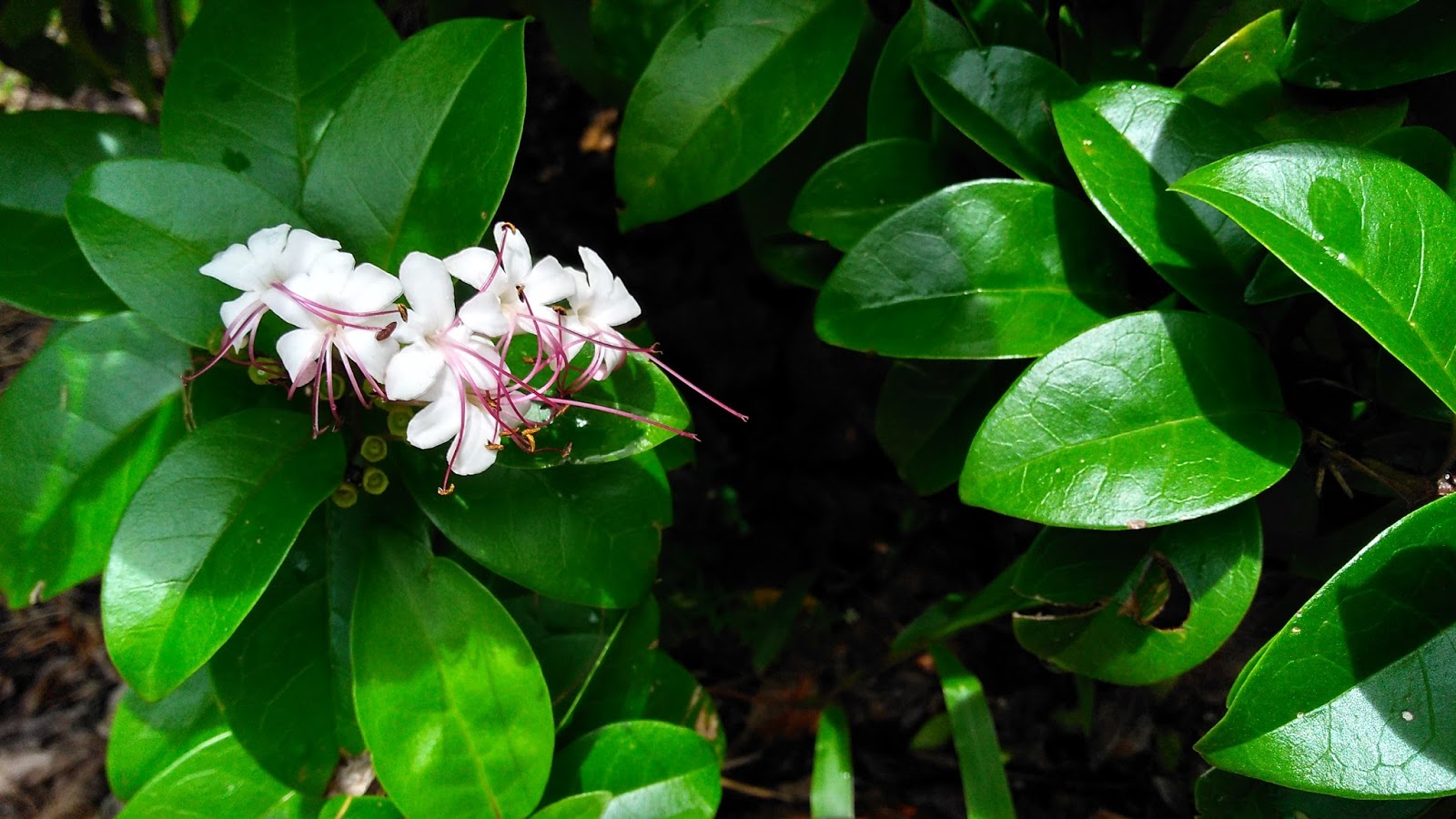 Volkameria inermis