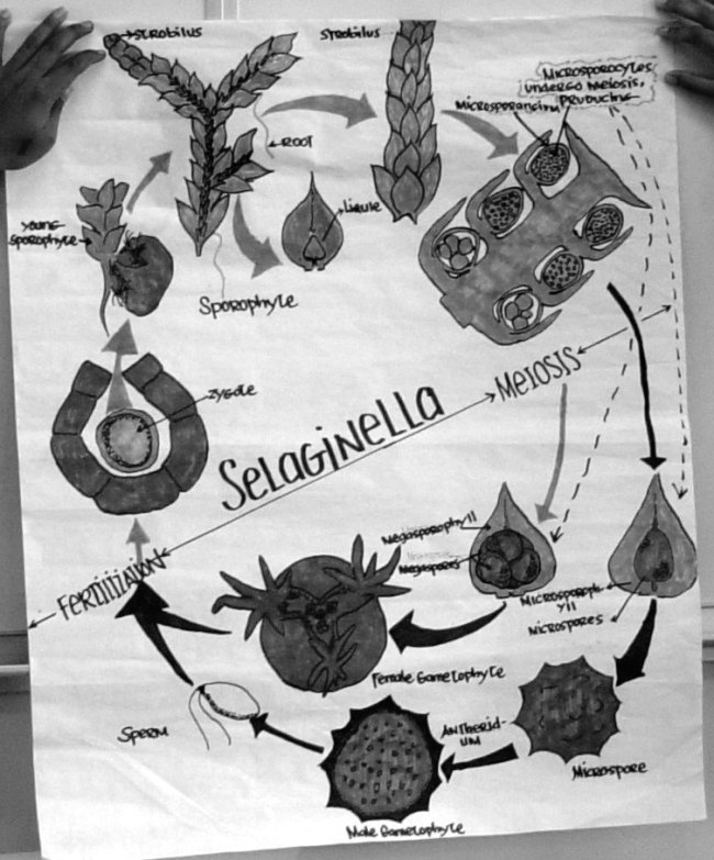 selaginella life cycle