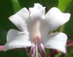 Clerodendrum inerme