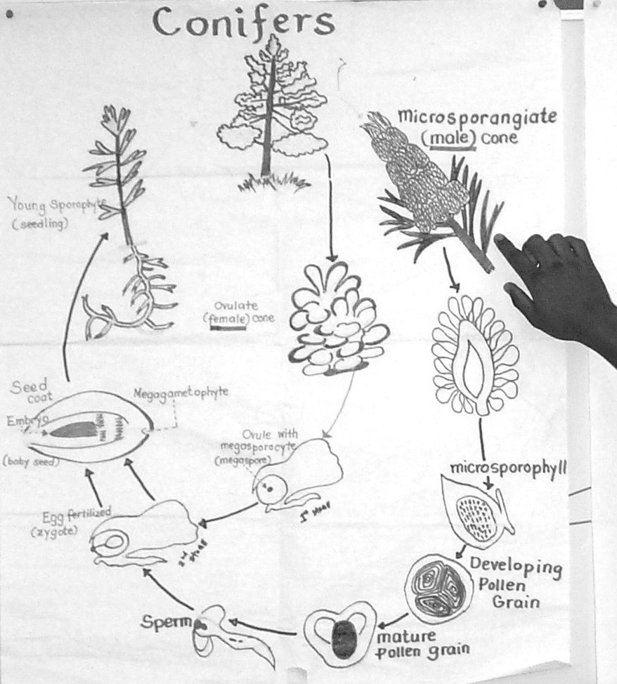 Conifer life cycle