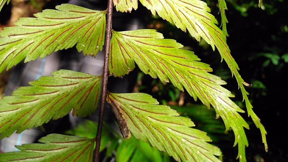 Asplenium polyodon (tentative)