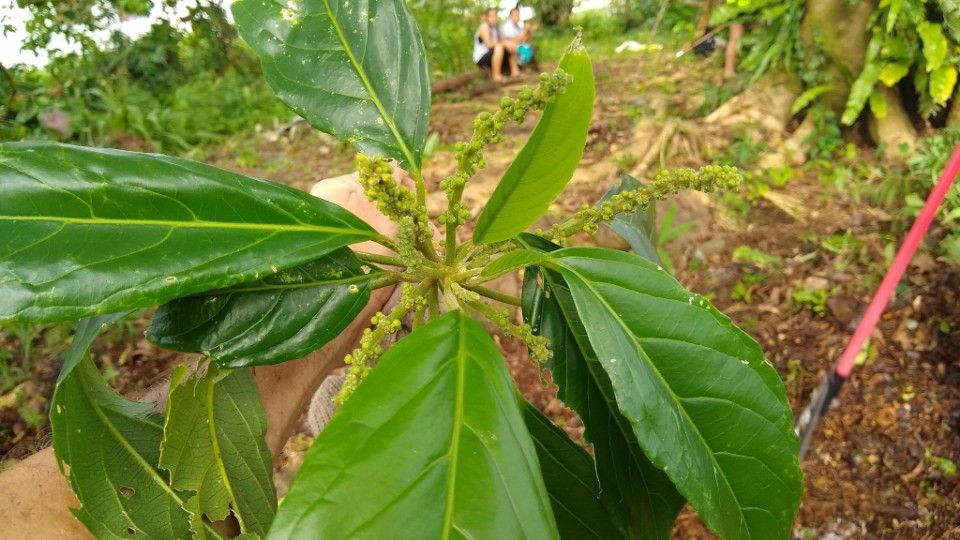 Claoxylon carolinianum