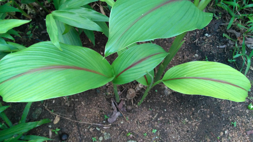 Curcuma longa