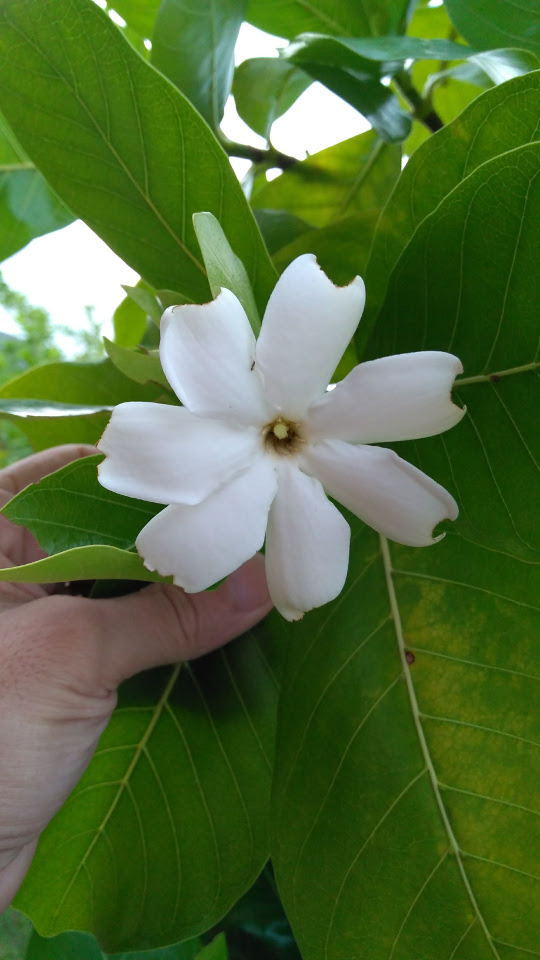 Flower with leaves