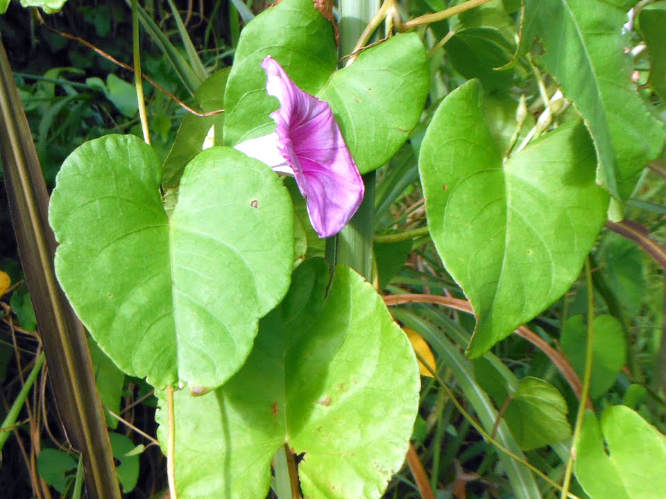 Ipomoea littoralis