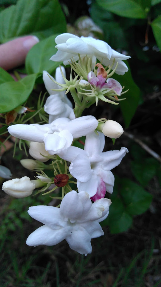 Jasminum sambac