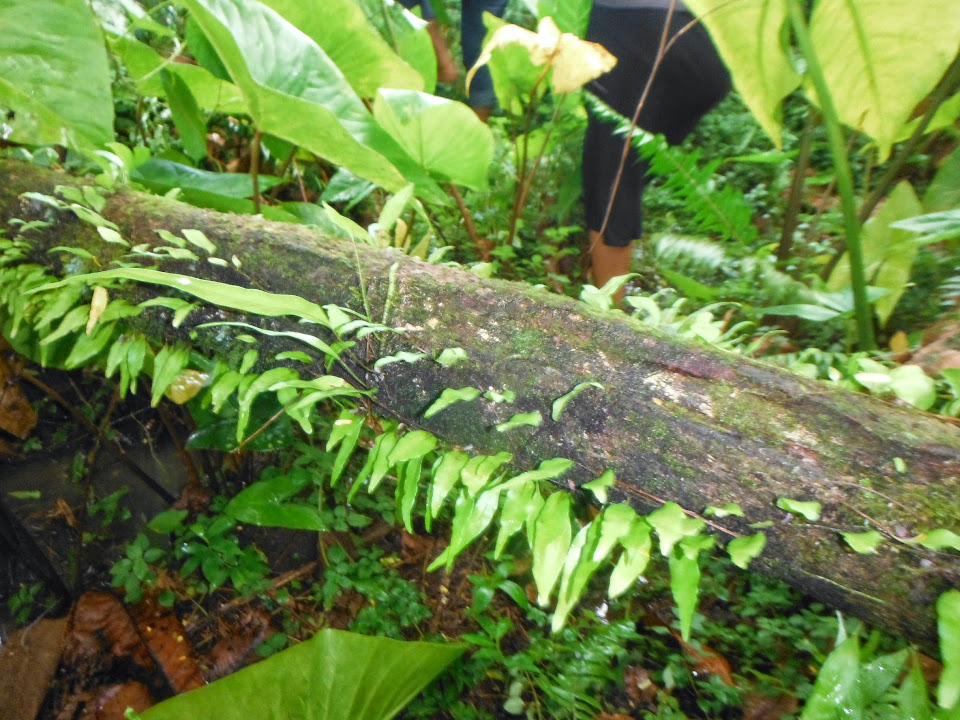 Lemmaphyllum accedens