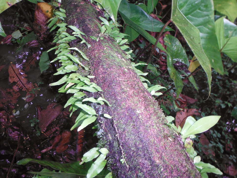 Lemmaphyllum accedens