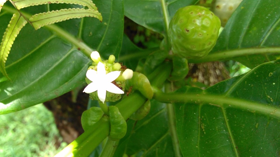 Morinda citrifolia