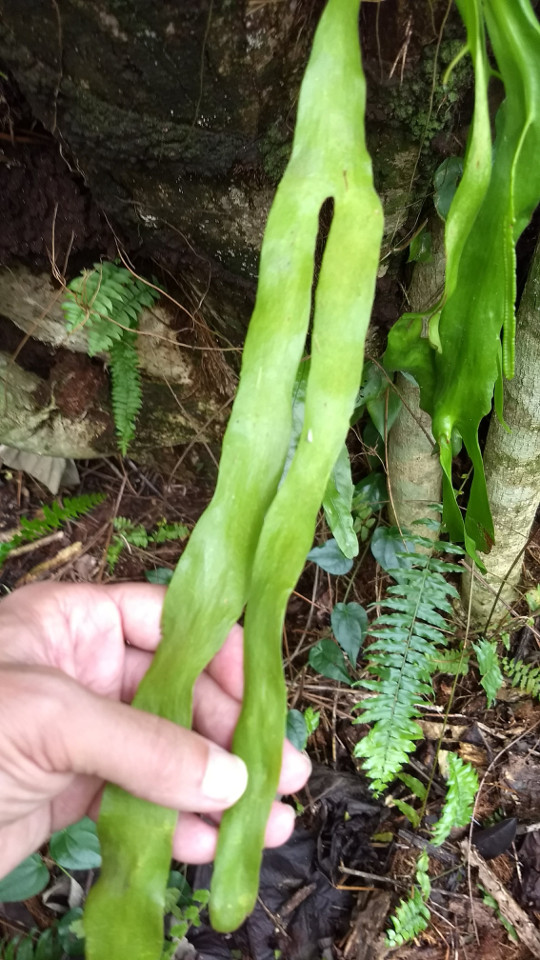 Ophioglossum pendulum