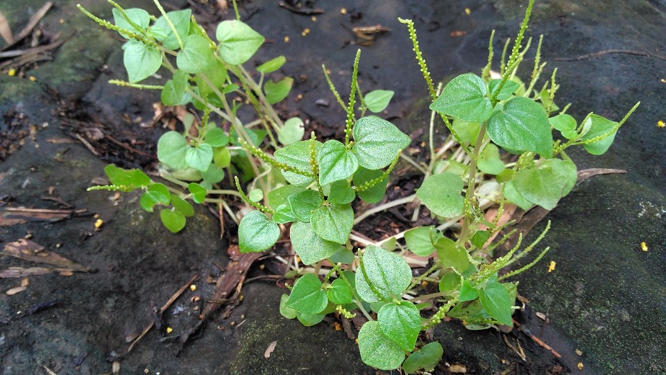 Peperomia pellucida