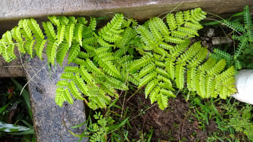 Pteris tripartita