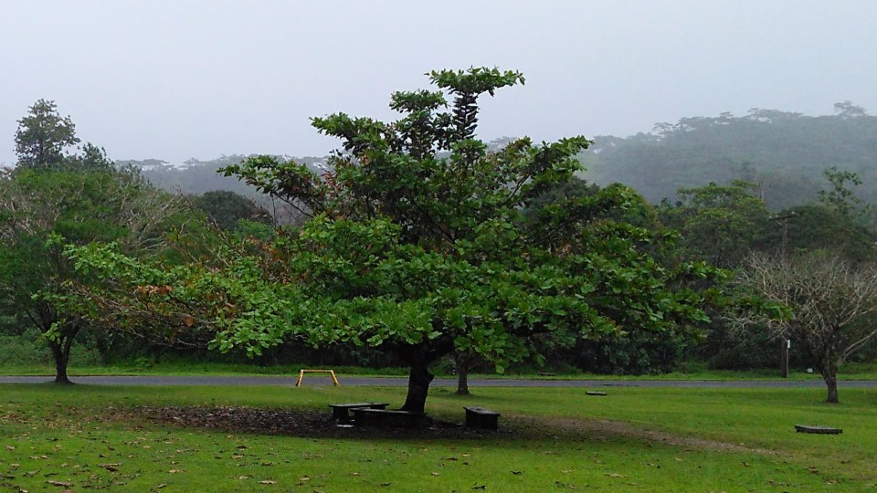 Terminalia catappa