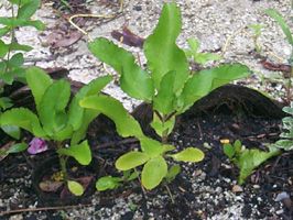 kalanchoe