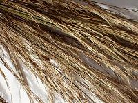 Phragmites karka tassel