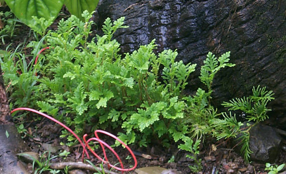 selaginella.jpg (138155 bytes)