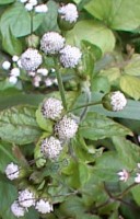 Ageratum conyzoides