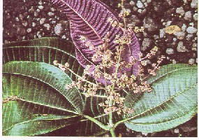 miconia04_200h.JPG (37496 bytes)