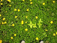 A carpet of Wedelia with a couple Chromolaena stems and leaves.