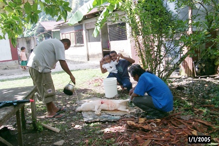 Pig being prepared for the uhm